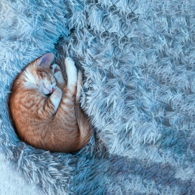blanket